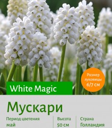  Мускари (Muscari) White Magic